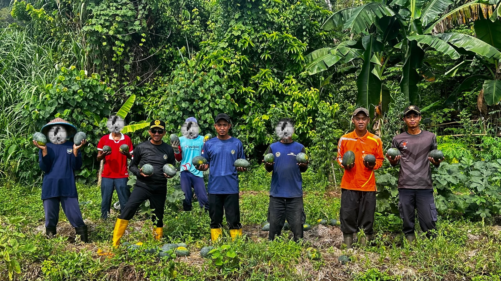 Panen Semangka Golden