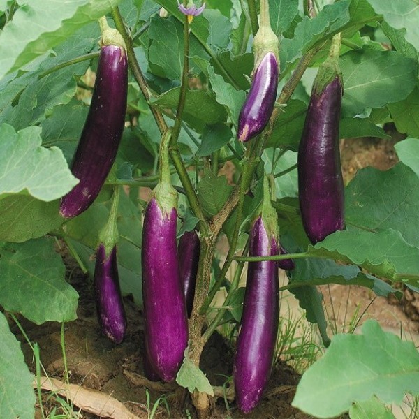 Terong Ungu